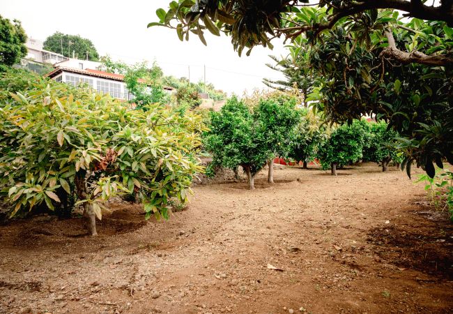 Finca en Icod de los Vinos - Finca La Chamusca Finca en Icod de los Vinos - Finca La Chamusca