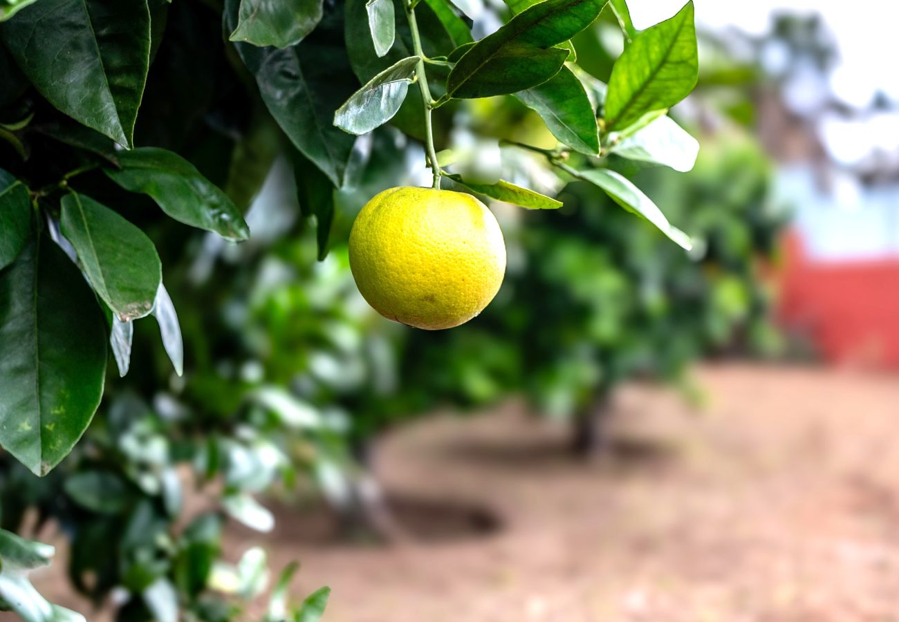 Finca en Icod de los Vinos - Finca La Chamusca Finca en Icod de los Vinos - Finca La Chamusca