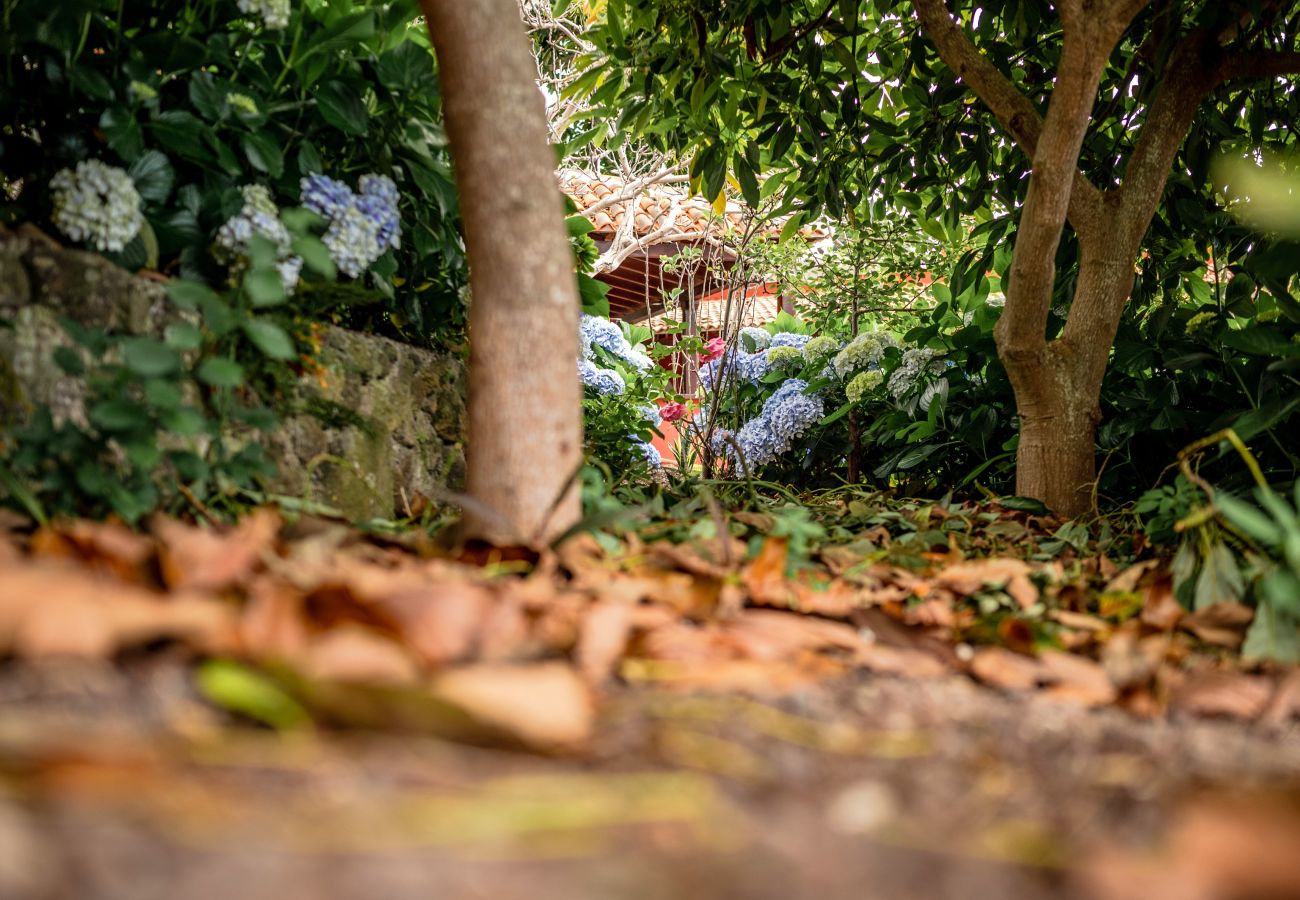 Finca en Icod de los Vinos - Finca La Chamusca Finca en Icod de los Vinos - Finca La Chamusca