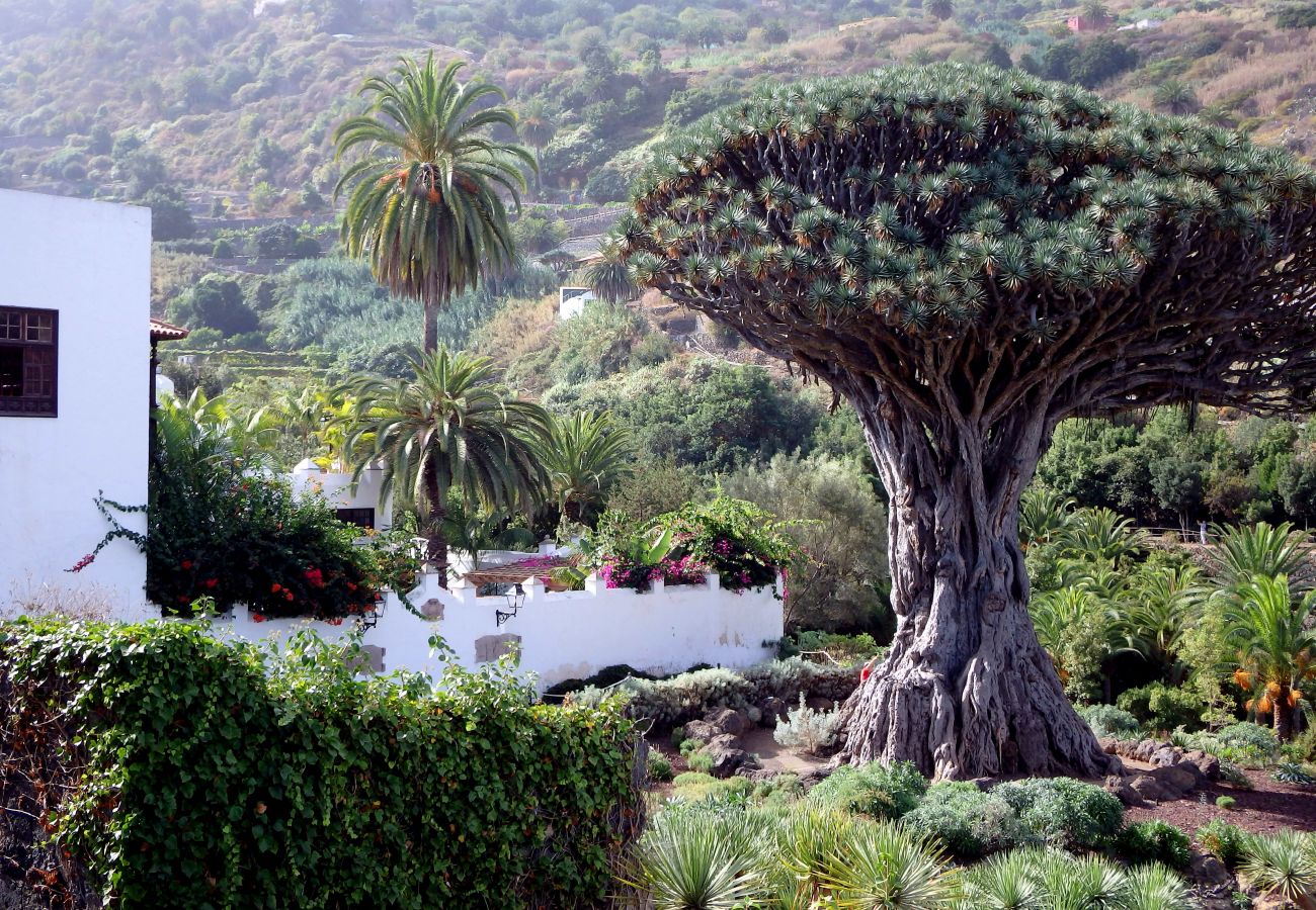 Finca en Icod de los Vinos - Finca La Villa Finca en Icod de los Vinos - Finca La Villa