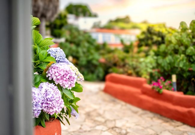 Finca in Icod de los Vinos - Finca La Chamusca Finca in Icod de los Vinos - Finca La Chamusca