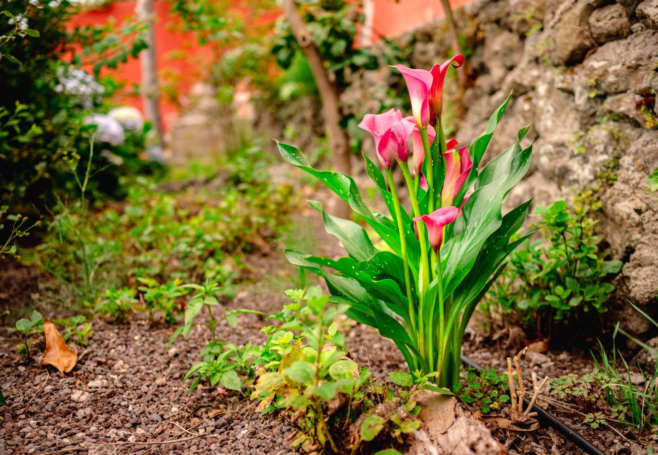 Finca in Icod de los Vinos - Finca La Chamusca Finca in Icod de los Vinos - Finca La Chamusca