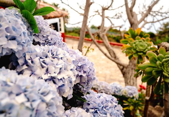 Country house in Icod de los Vinos - Finca La Chamusca Country house in Icod de los Vinos - Finca La Chamusca