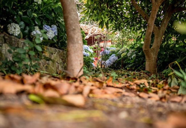 Country house in Icod de los Vinos - Finca La Chamusca Country house in Icod de los Vinos - Finca La Chamusca