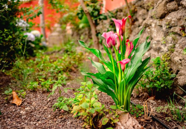 Country house in Icod de los Vinos - Finca La Chamusca Country house in Icod de los Vinos - Finca La Chamusca