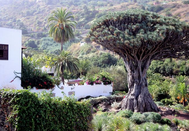 Country house in Icod de los Vinos - Finca Casa Yaya Country house in Icod de los Vinos - Finca Casa Yaya