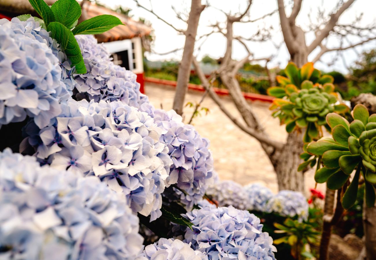 Domaine à Icod de los Vinos - Finca La Chamusca Domaine à Icod de los Vinos - Finca La Chamusca